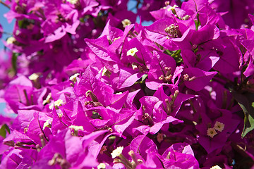Image showing magenta flowers pattern closeup