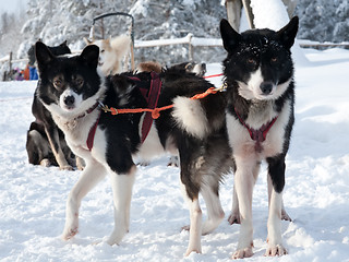 Image showing sled dogs