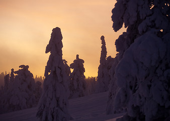 Image showing frozen trees silhouettes