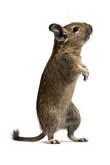 Image showing funny degu