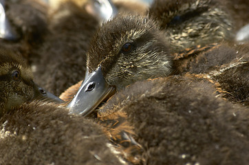 Image showing Baby ducks