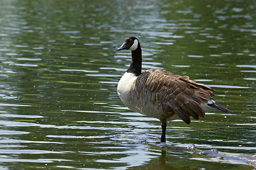 Image showing Canada Goose