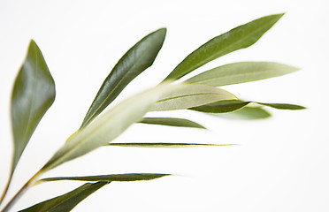 Image showing olive branch, Olea europaea