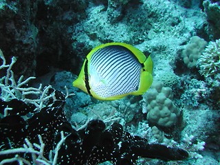 Image showing Black-backed butterflyfish