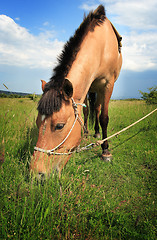 Image showing Brown horse