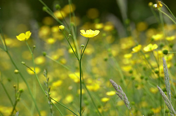 Image showing Buttercups