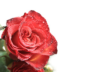 Image showing Red rose