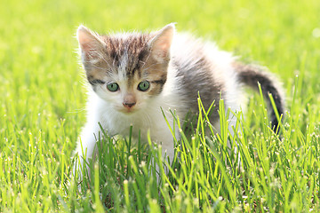 Image showing young cat