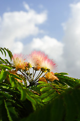 Image showing Flowers of acacia, Albizzia julibrissin.