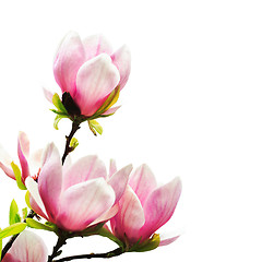 Image showing Spring magnolia tree blossoms