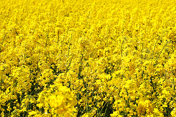 Image showing Rape field