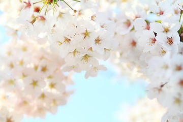 Image showing Cherry blossom against