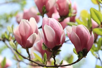 Image showing Magnolia tree