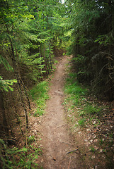 Image showing trail in a dense forest 