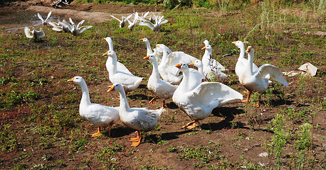 Image showing flock of domestic geese 
