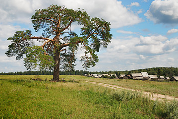 Image showing three hundred pine on the outskirts of the village