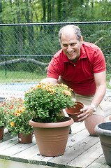 Image showing man gardening planting mums