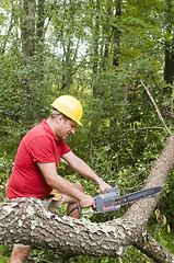 Image showing   tree surgeon using chain saw fallen tree