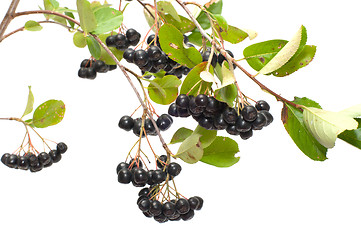 Image showing Aronia.