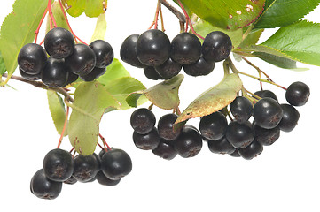 Image showing Aronia.