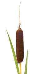 Image showing Reed mace.