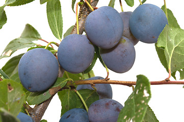 Image showing Plums.