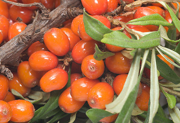 Image showing Sea-buckthorn.