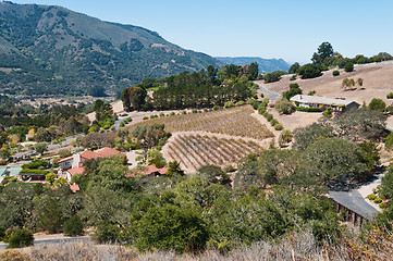 Image showing Hillside vineyard