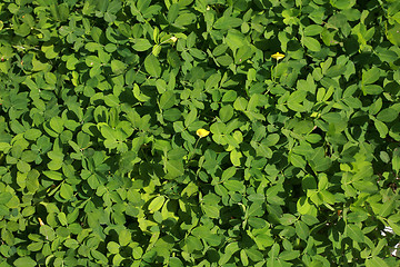 Image showing green leaves background 