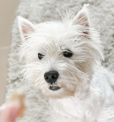 Image showing West highland white terrier