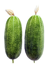 Image showing Two Cucumbers