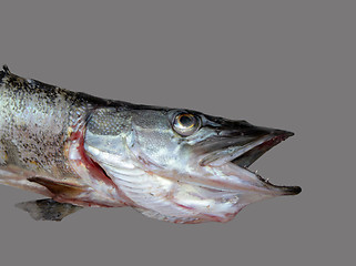 Image showing Pike Fish