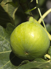 Image showing Fig on tree