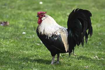 Image showing Rooster