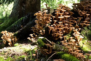 Image showing A town of mushrooms