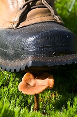 Image showing The boot and the mushroom