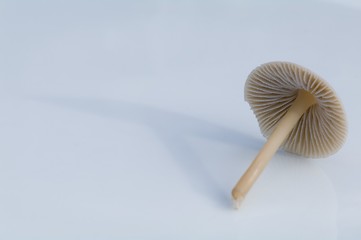 Image showing Mushroom