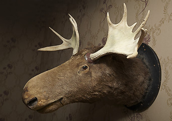 Image showing Taxidermy moose head 