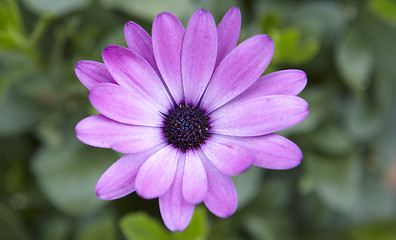 Image showing Close-up of a purpel flower 