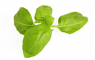 Image showing Basil sprig