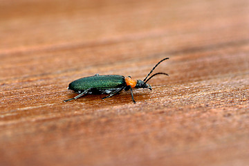 Image showing bug, nature macro animal photo