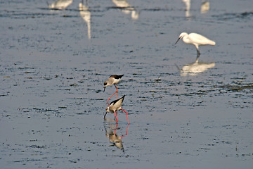 Image showing water bird (himantopus himantopus), nature animal photo