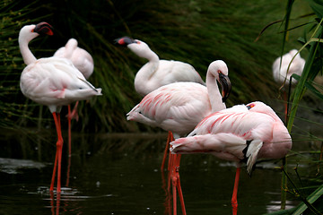 Image showing beautiful flamingo portrait