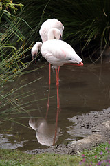 Image showing beautiful flamingo portrait