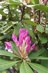 Image showing Rhododendron in bud