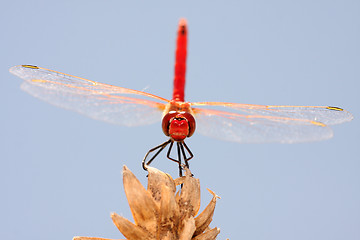 Image showing beautiful red dragonfly, nature and wildlife photo