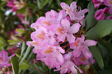 Image showing Lilac rhododendron