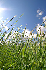 Image showing field of rye and sunny day