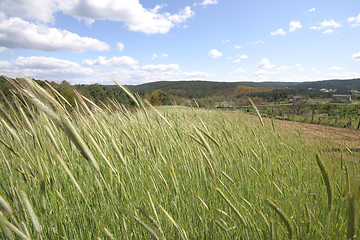 Image showing field of rye and sunny day