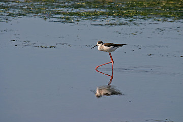 Image showing water bird (himantopus himantopus), nature animal photo